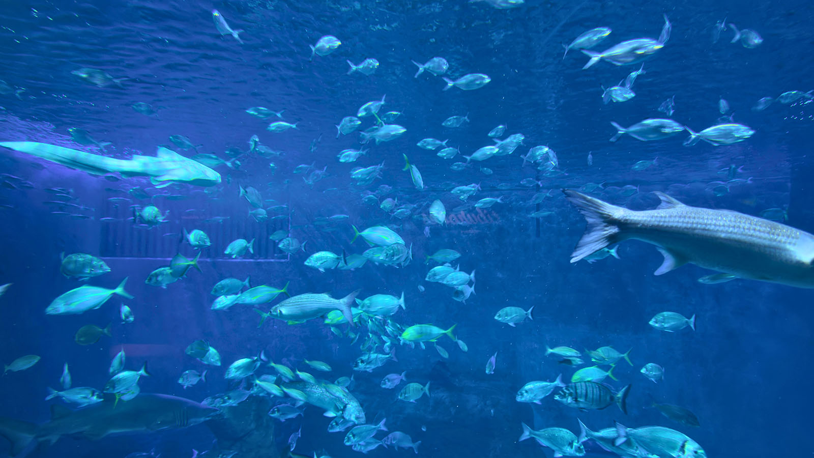 Aquarium de Séville