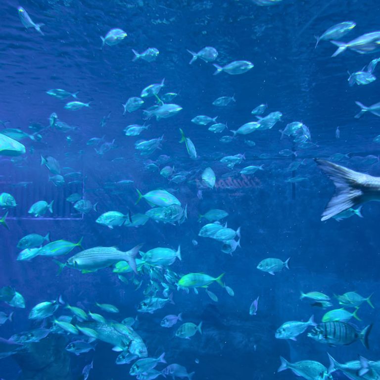 Faire le tour du monde à l’Aquarium de Séville