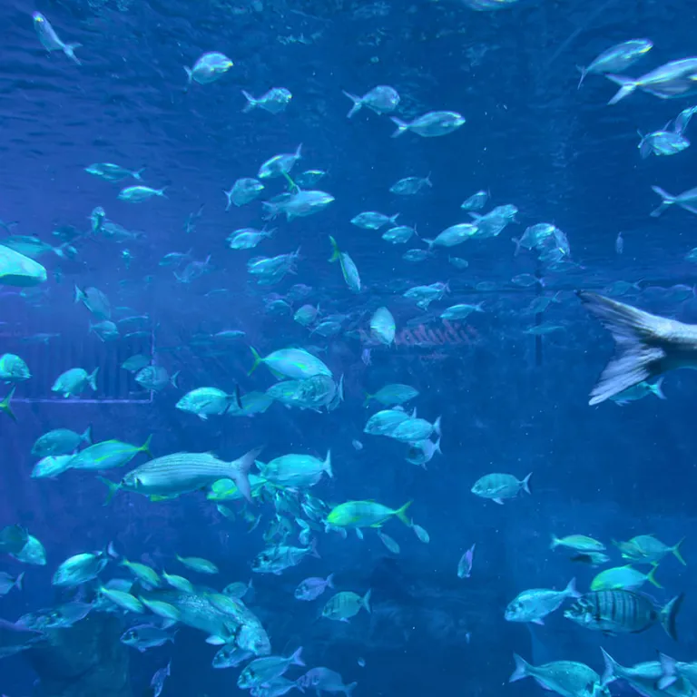 Faire le tour du monde à l’Aquarium de Séville