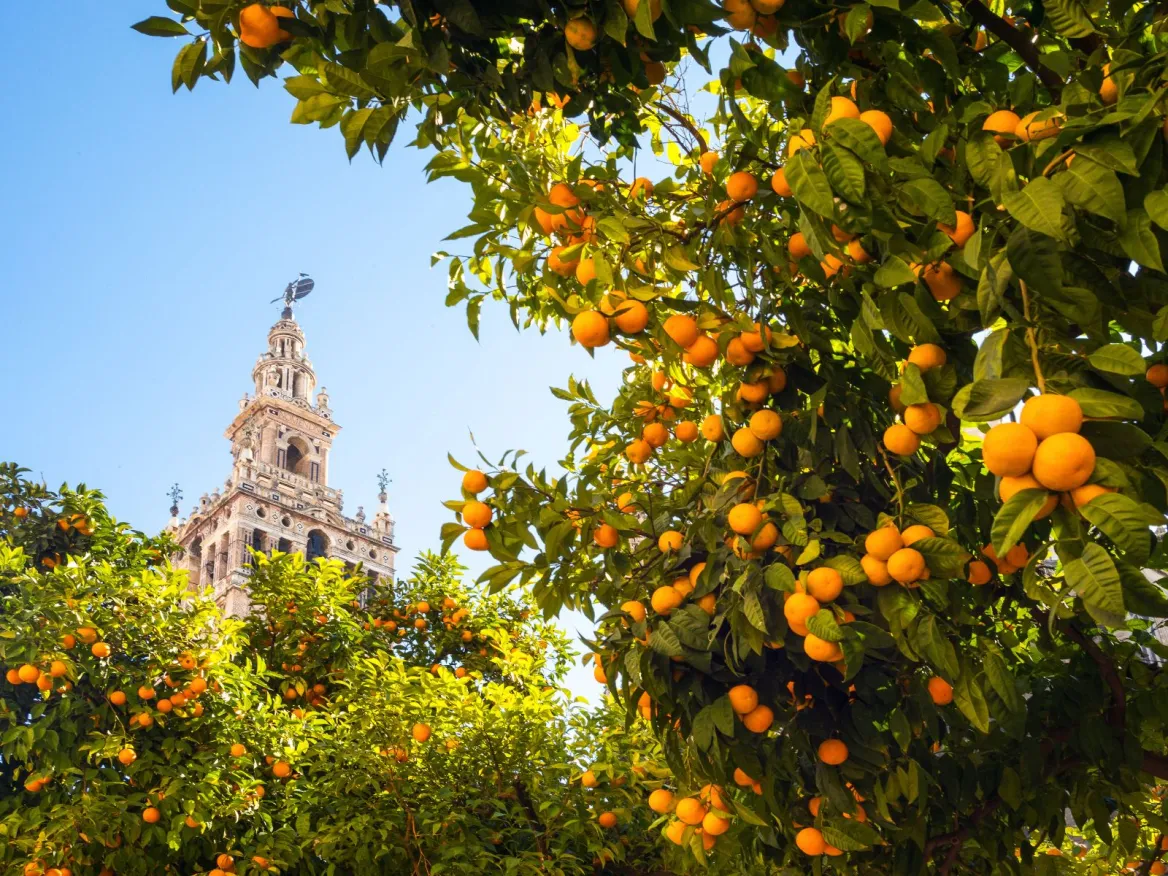 Naranjo, Catedral de Sevilla