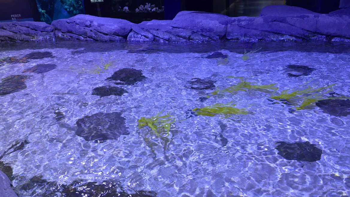 Aquarium Séville