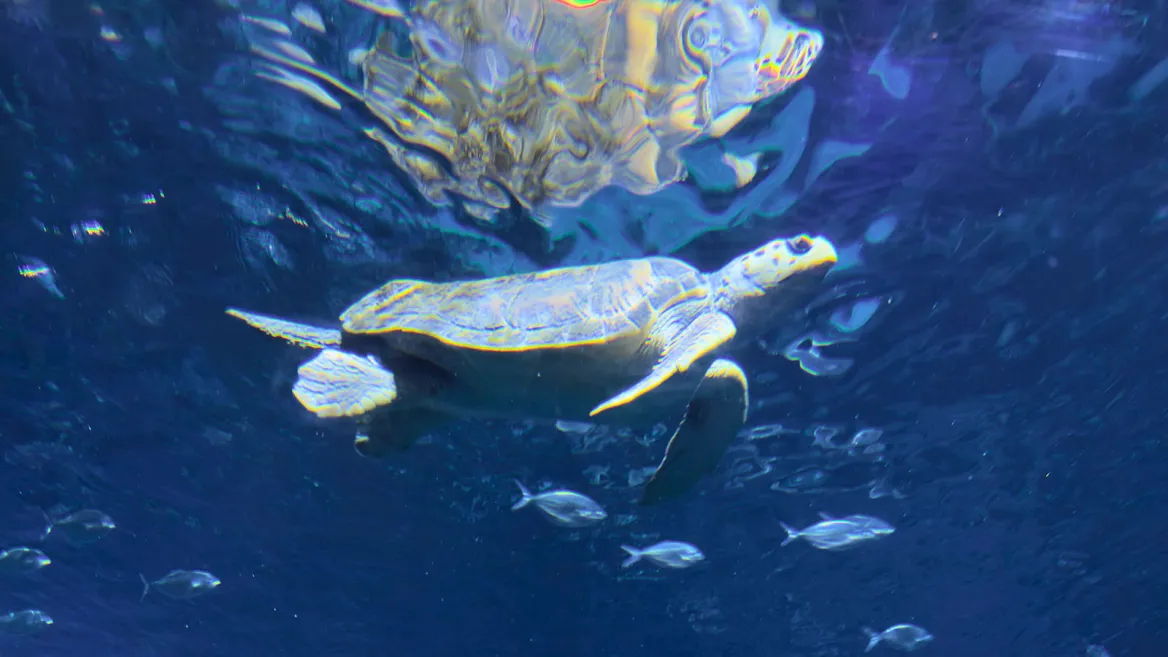 Aquarium Séville