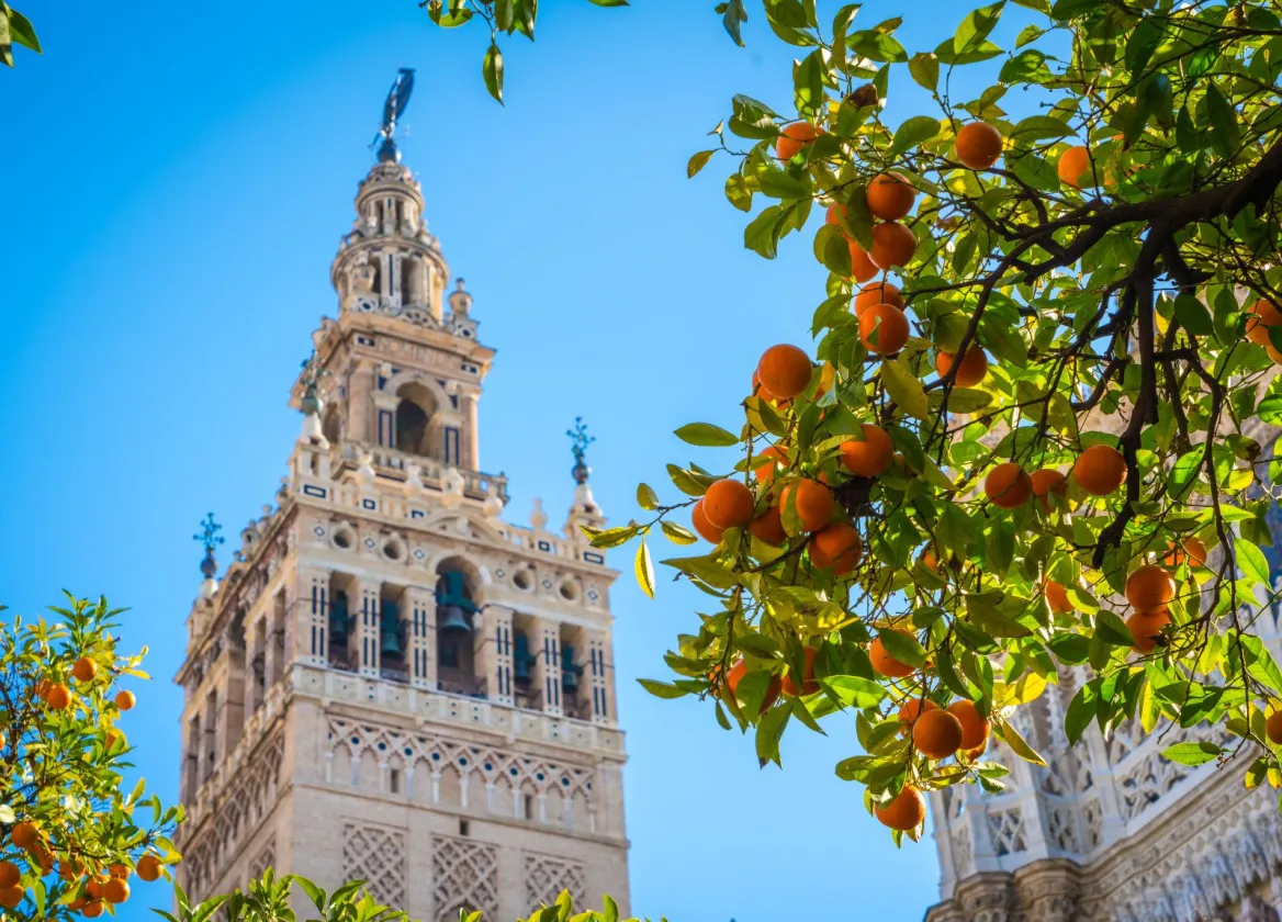 Orange trees Seville
