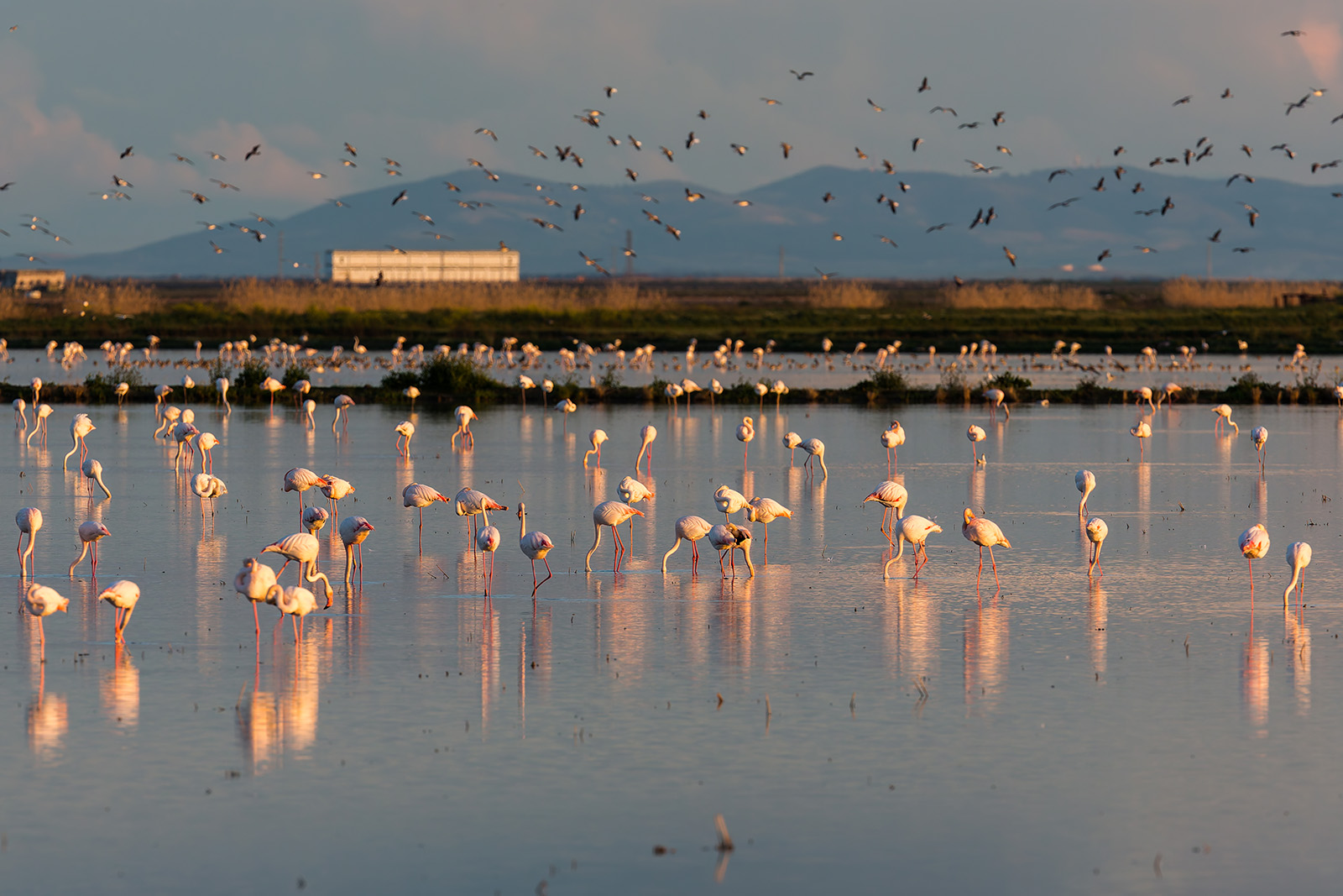 Parc National de Doñana