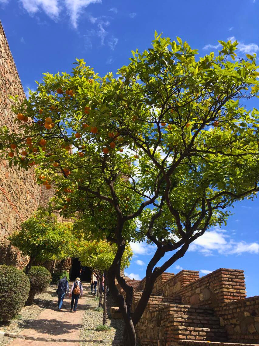 Oranger Alcazaba