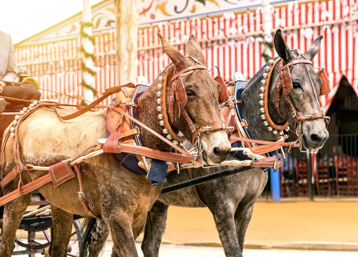 Caballos de feria