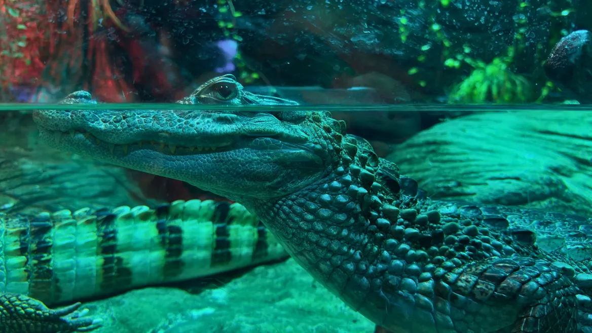 Seville Aquarium